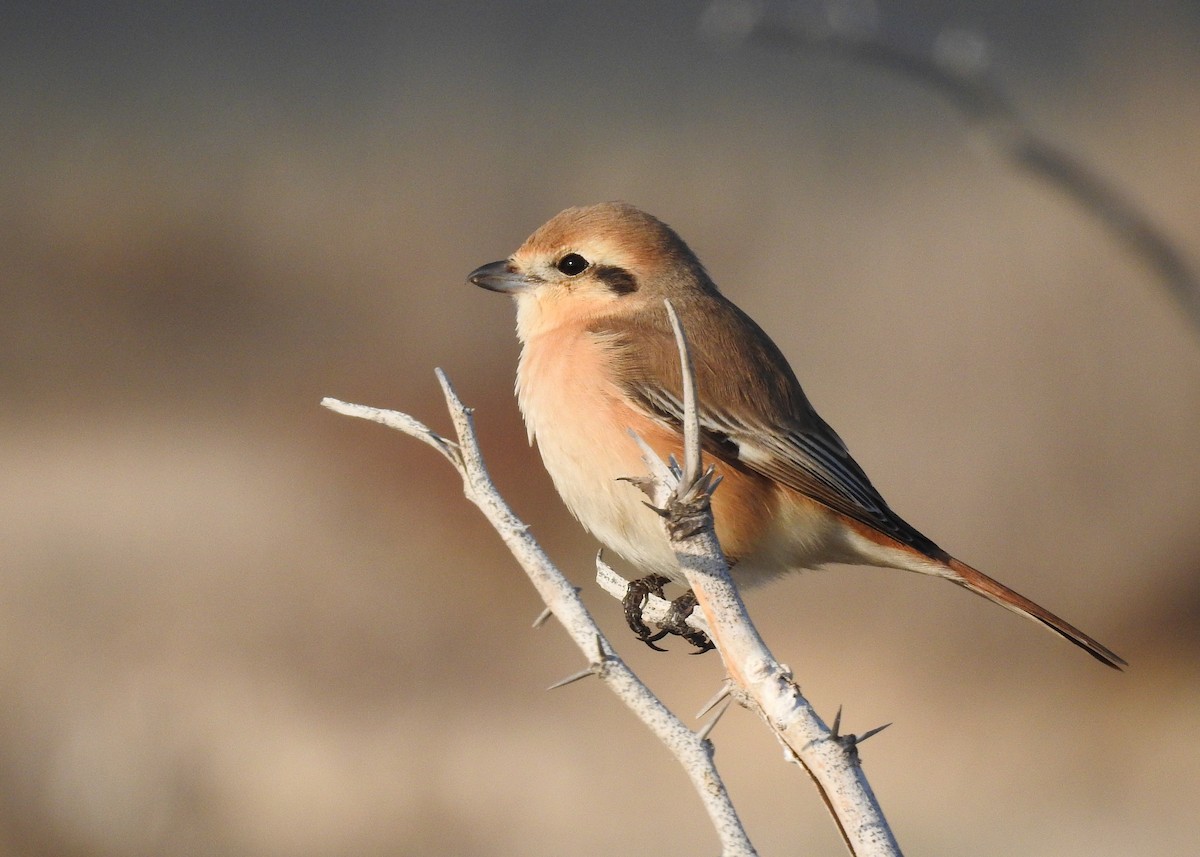 Red-tailed/Isabelline Shrike - ML145143471