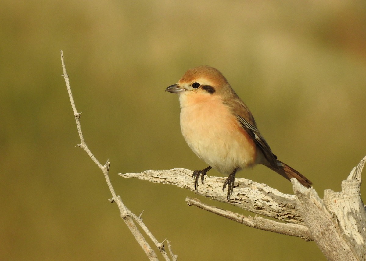 Red-tailed/Isabelline Shrike - ML145143481