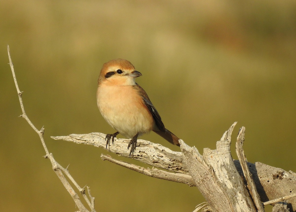 Red-tailed/Isabelline Shrike - ML145143491