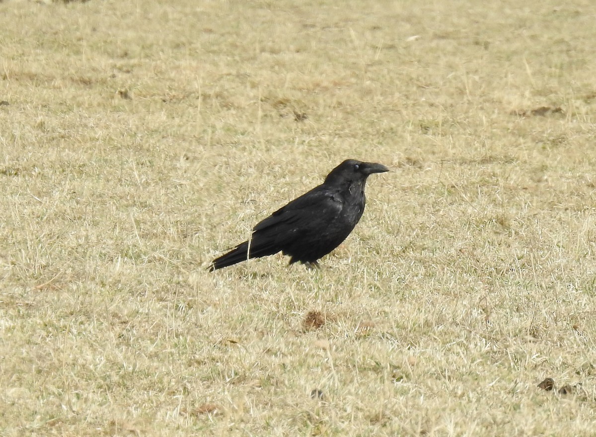 Common Raven - ML145143531