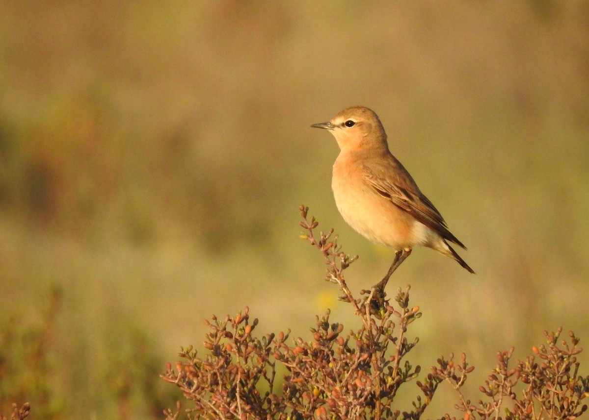 Isabelline Wheatear - ML145143681