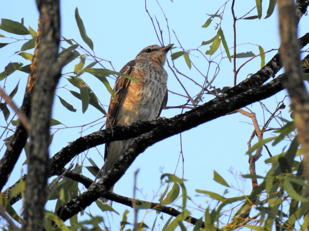 Common Cicadabird - Sue Lee