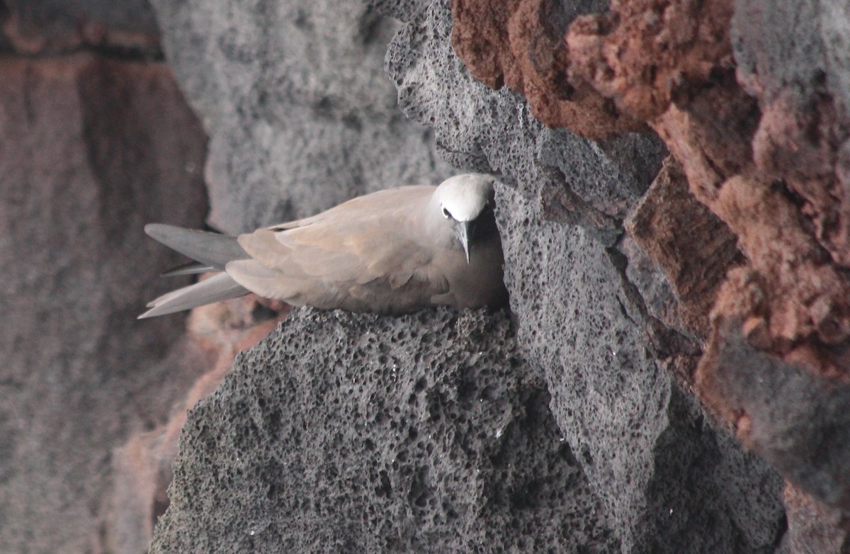 Brown Noddy - ML145145531