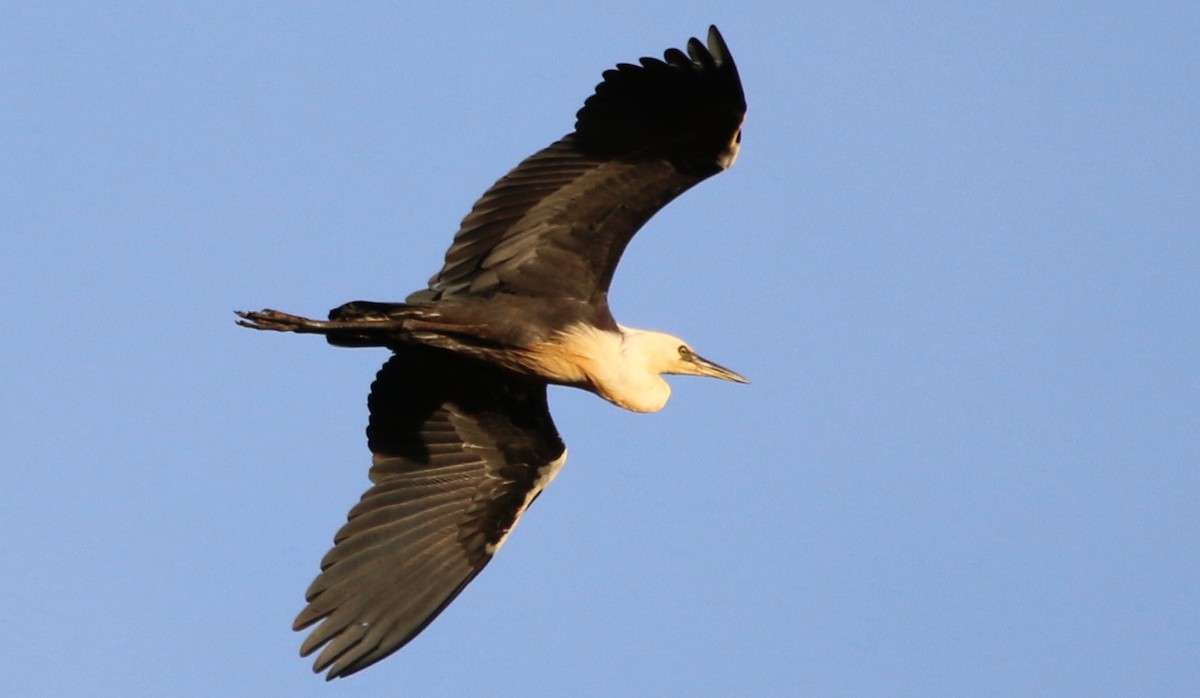 Pacific Heron - Thalia and Darren Broughton