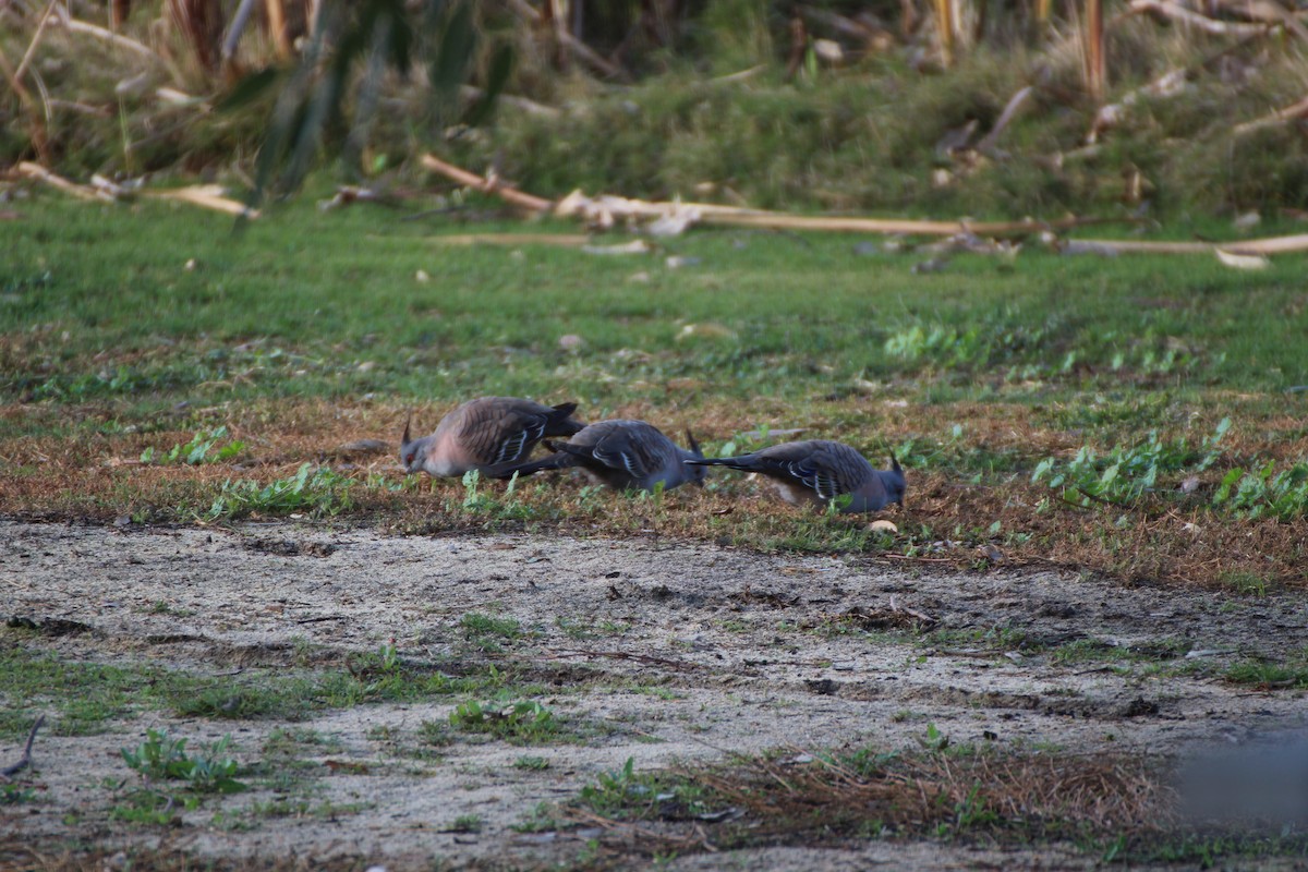 Crested Pigeon - ML145147131