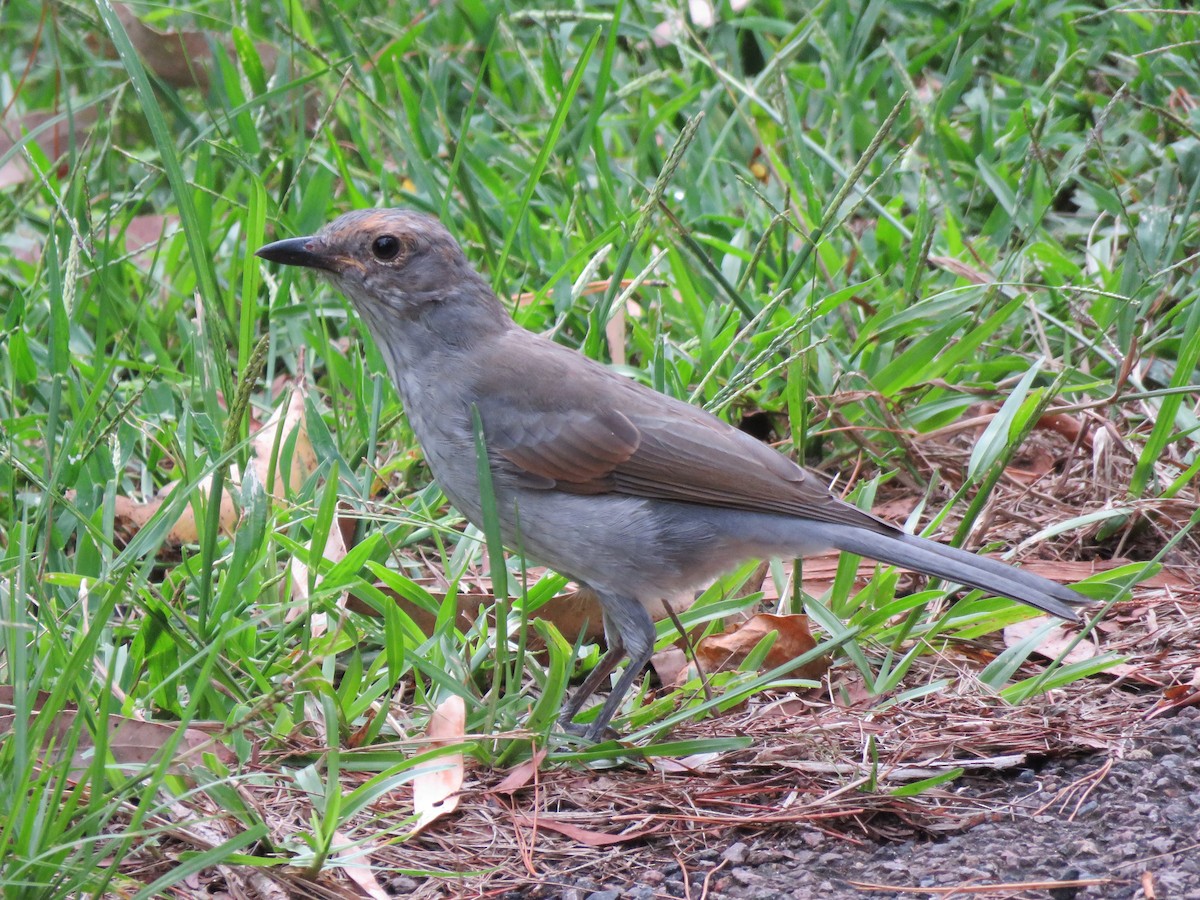 Gray Shrikethrush - ML145147961