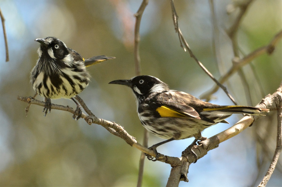 New Holland Honeyeater - ML145150021