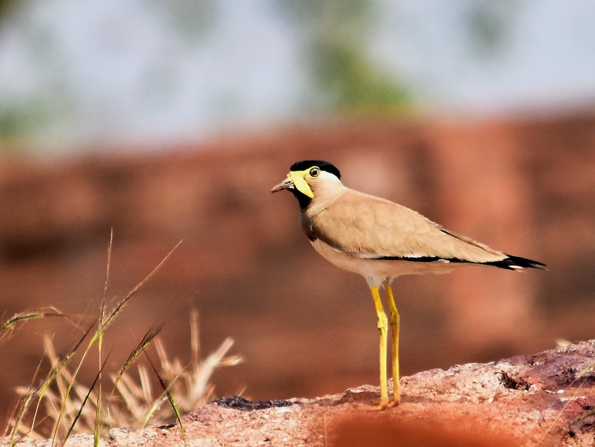 Yellow-wattled Lapwing - Janardhan Uppada