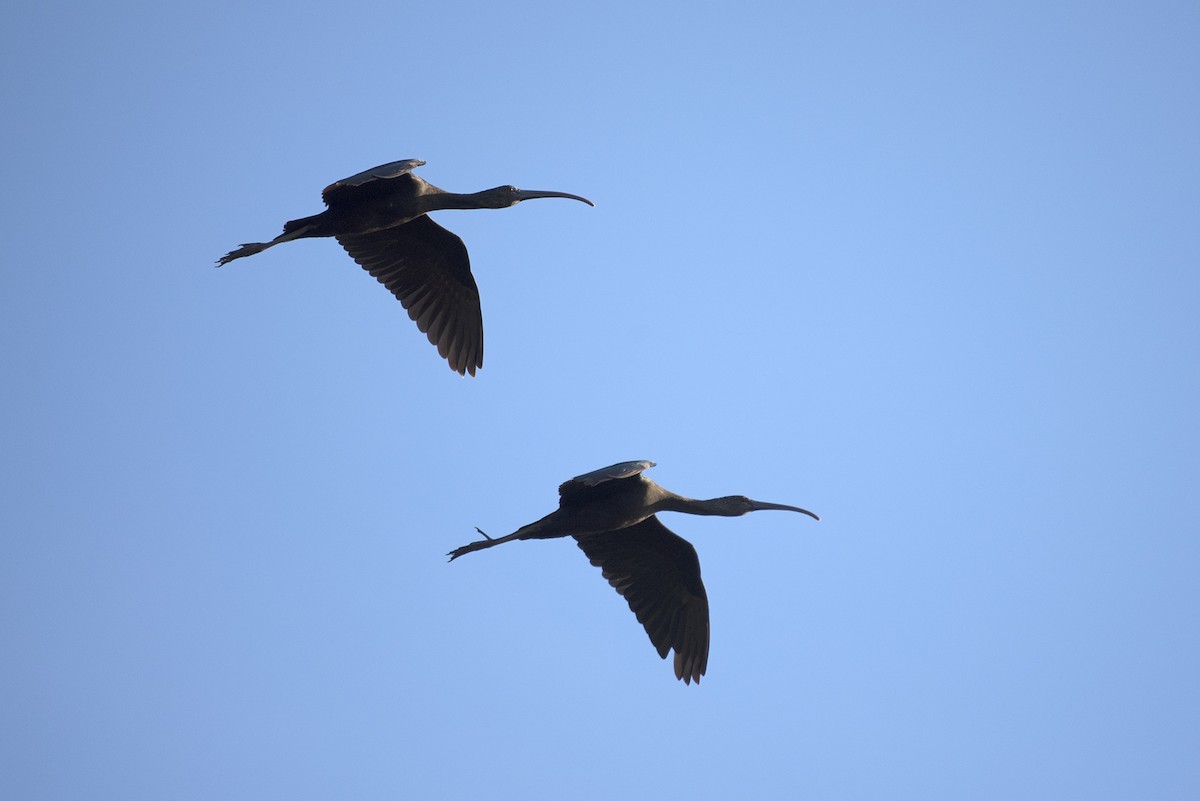 Glossy Ibis - ML145150961