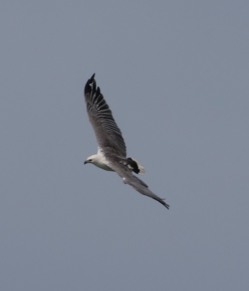 White-bellied Sea-Eagle - Peter Lowe