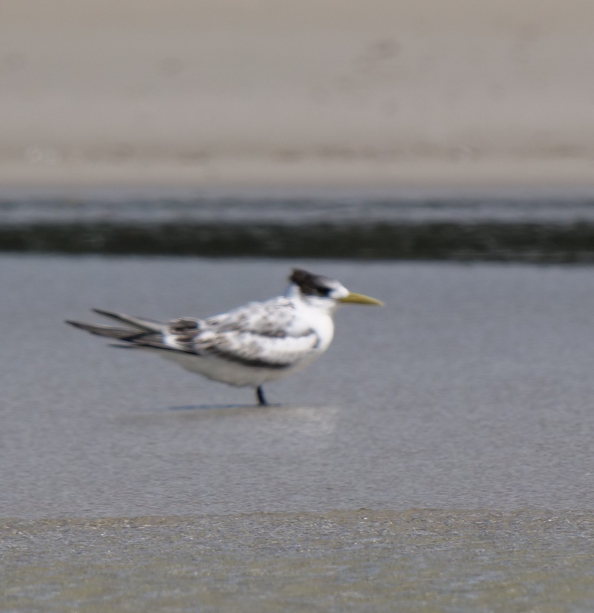 Great Crested Tern - ML145152071