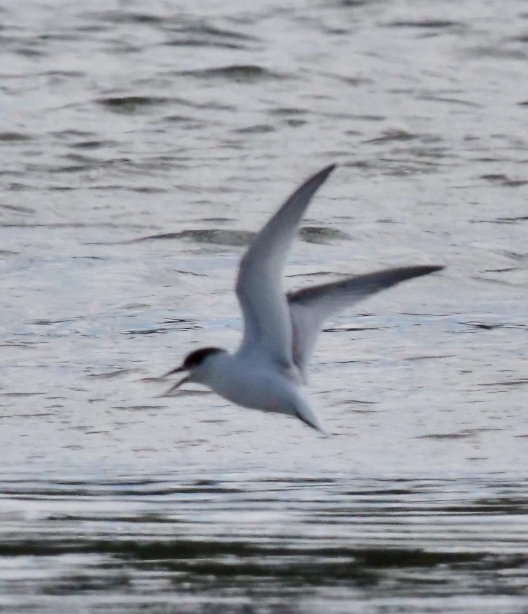 Australian Fairy Tern - ML145152091