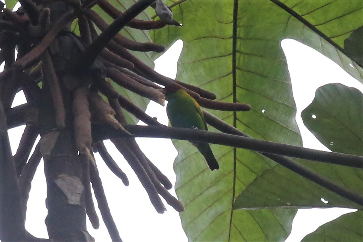 Rufous-winged Tanager - ML145152301
