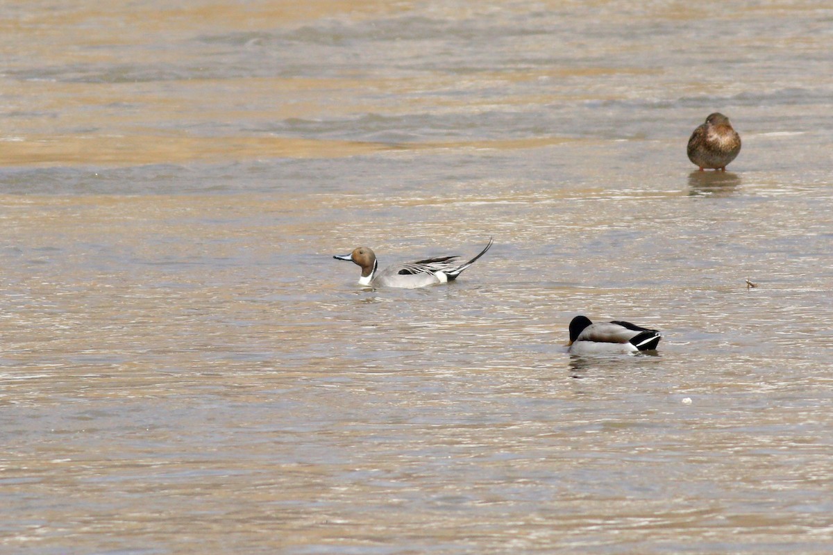 Northern Pintail - ML145154251