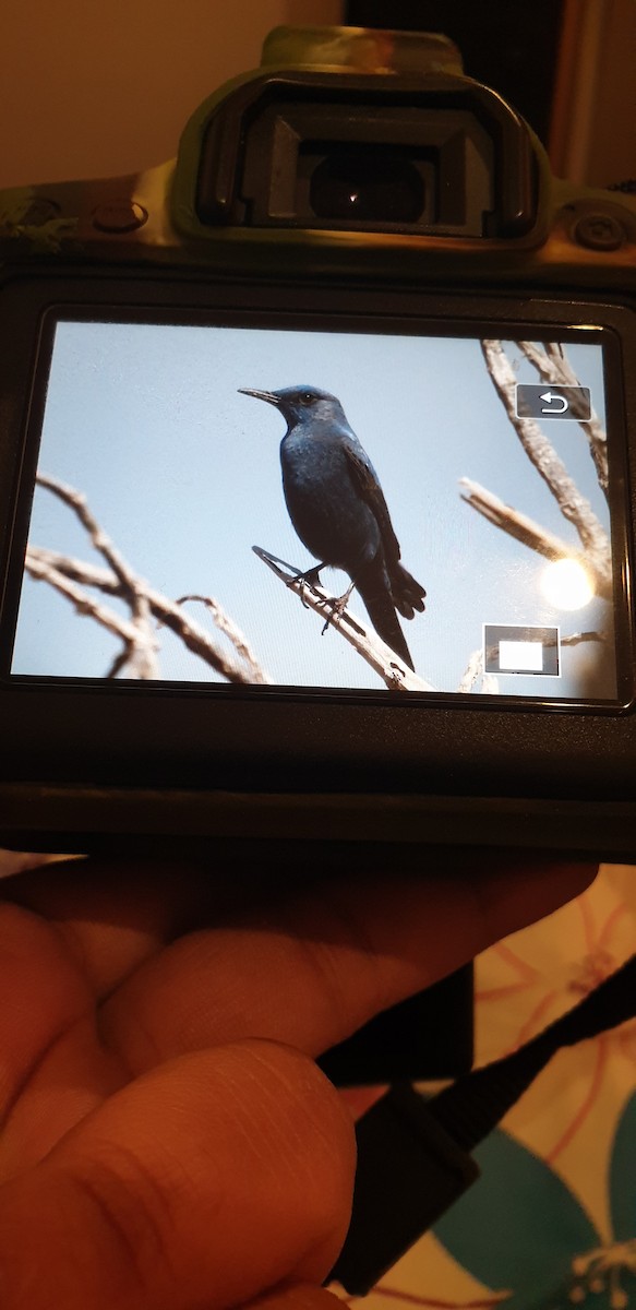 Blue Rock-Thrush - ML145154771