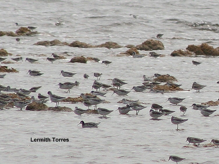 Wilson's Phalarope - ML145155011