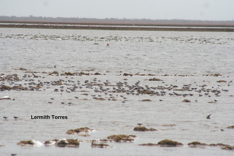 Wilson's Phalarope - ML145155071