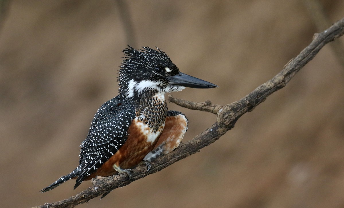 Giant Kingfisher - Jay McGowan