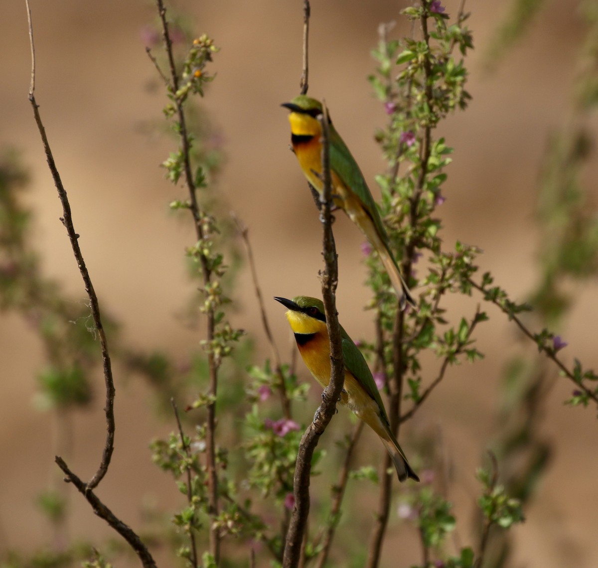 Little Bee-eater - ML145155921