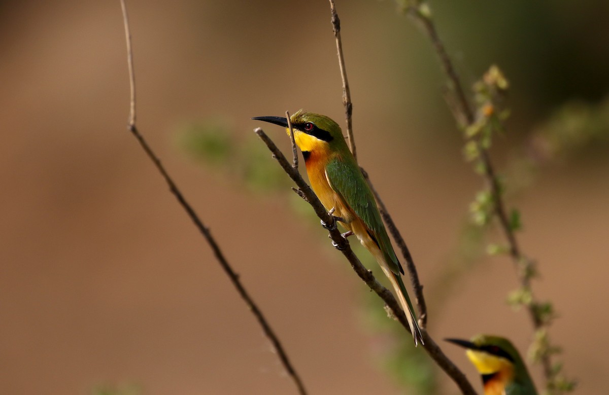 Little Bee-eater - ML145155951