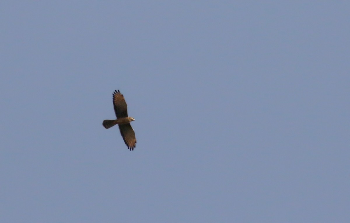 Grasshopper Buzzard - ML145156271