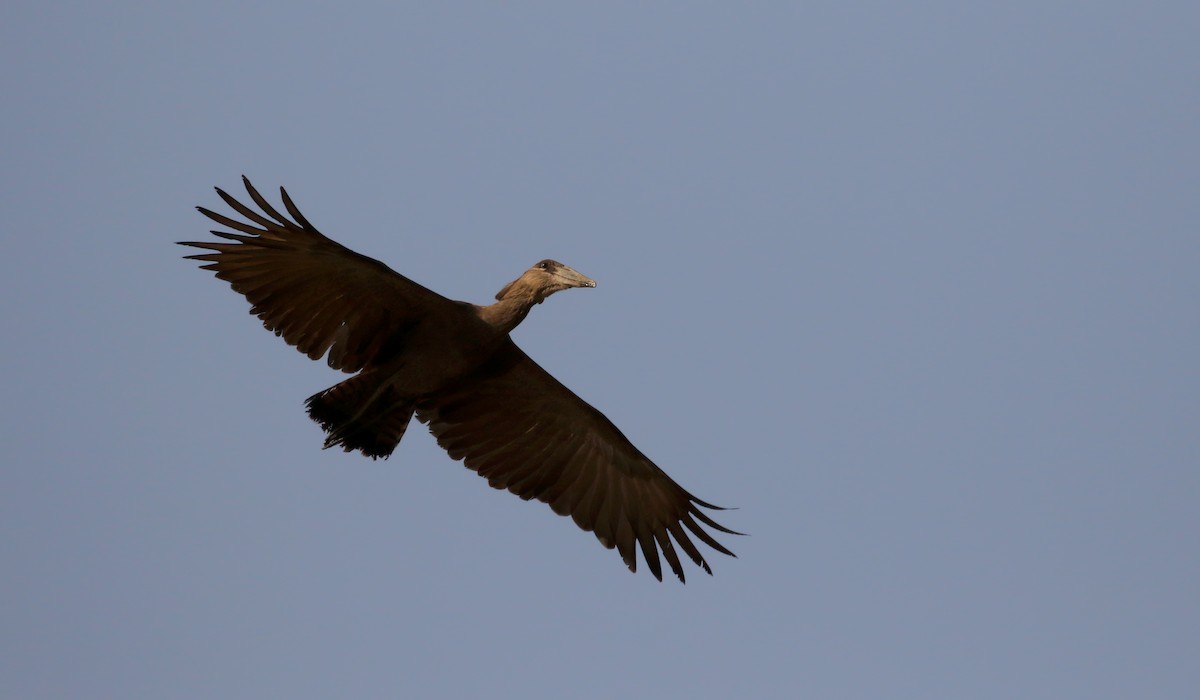 Hamerkop - Jay McGowan