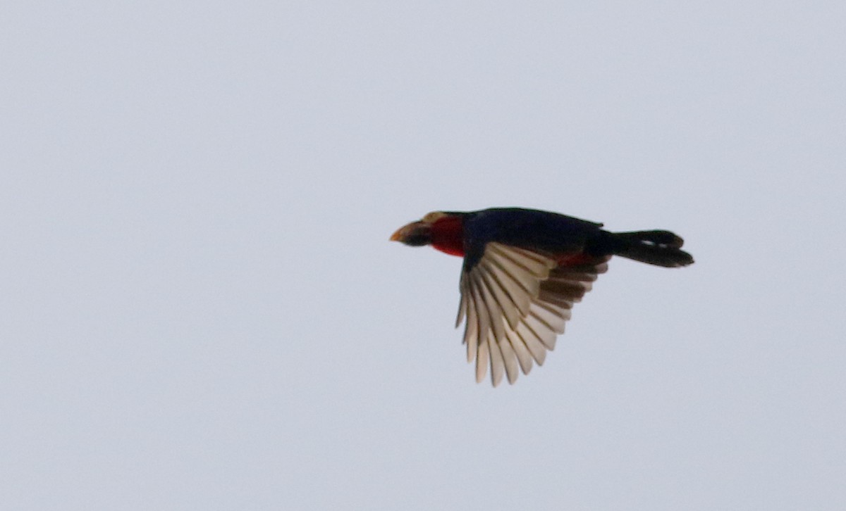 Bearded Barbet - ML145156941