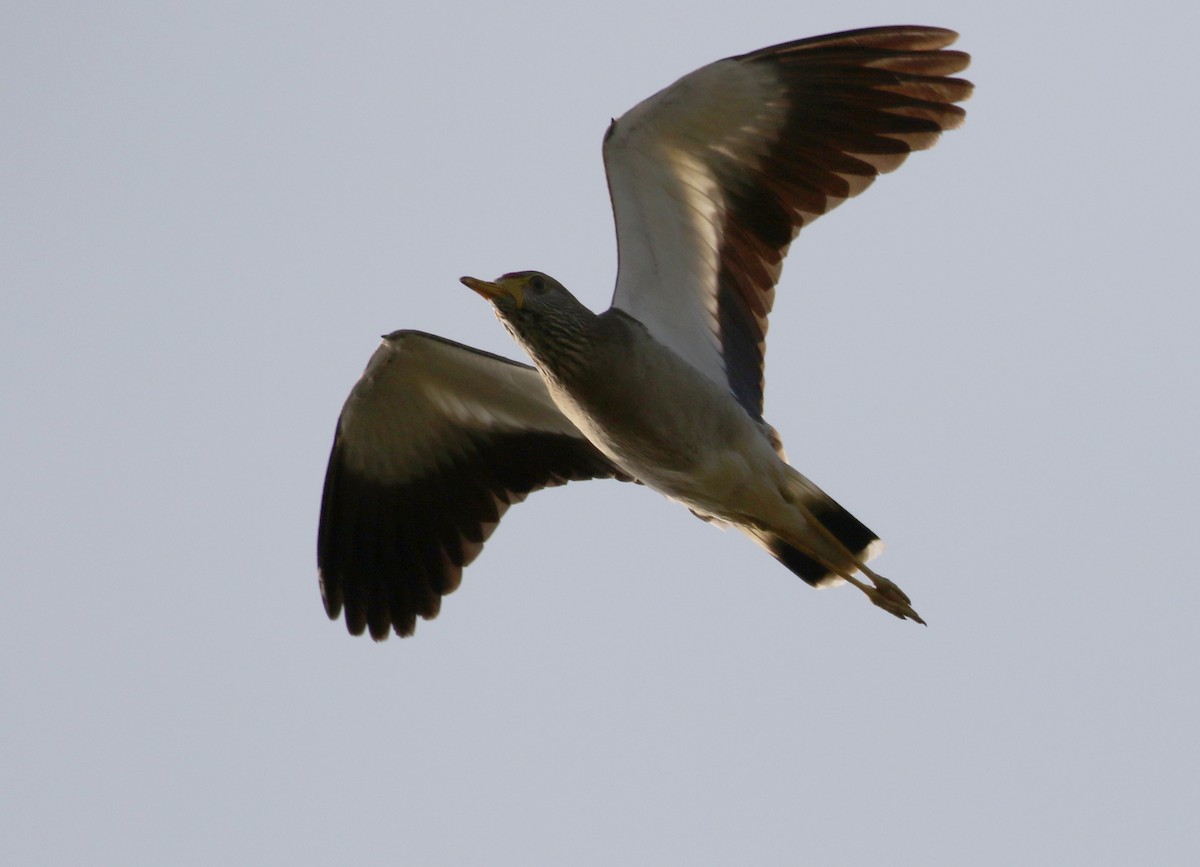 Wattled Lapwing - ML145157071