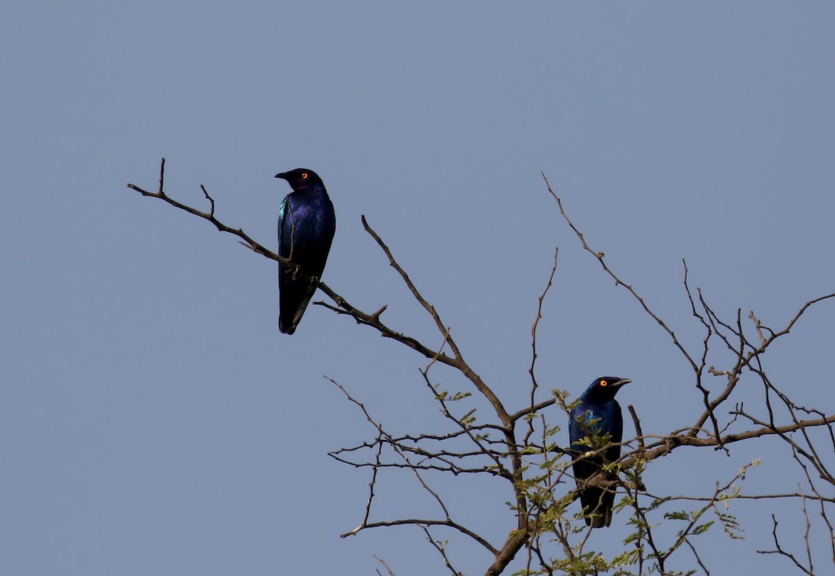 Purple Starling - ML145157151