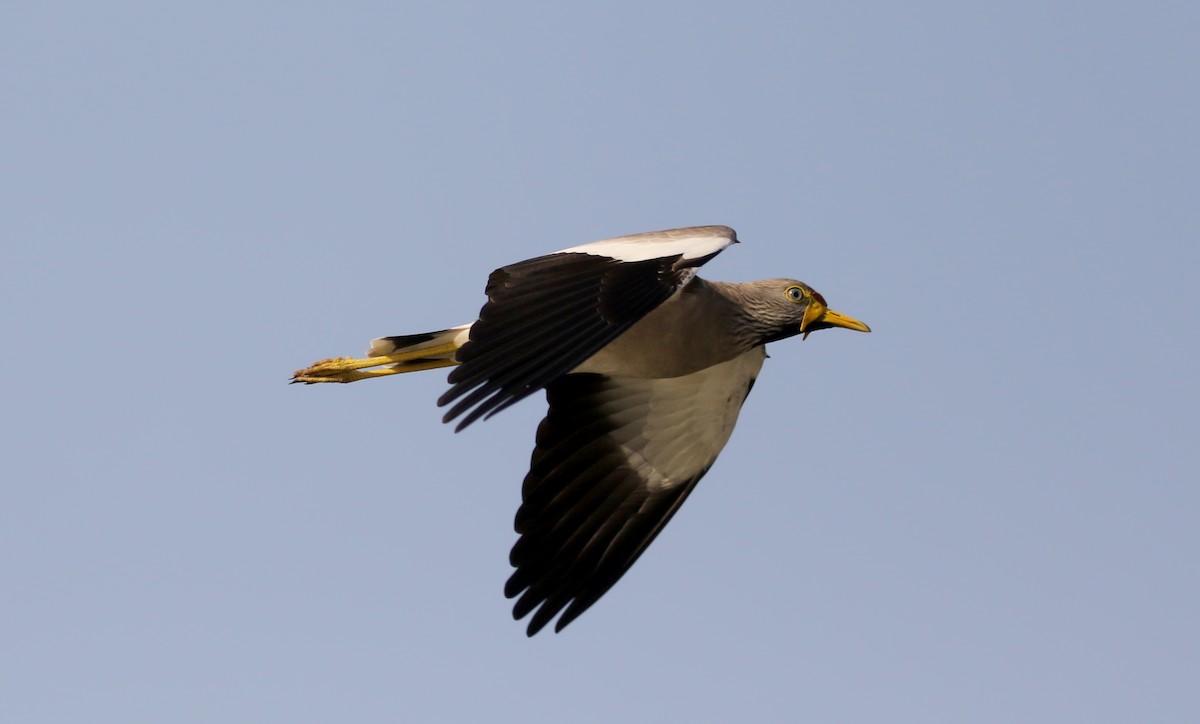 Wattled Lapwing - ML145157191