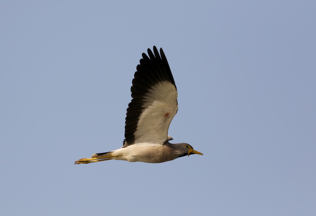 Wattled Lapwing - ML145157201