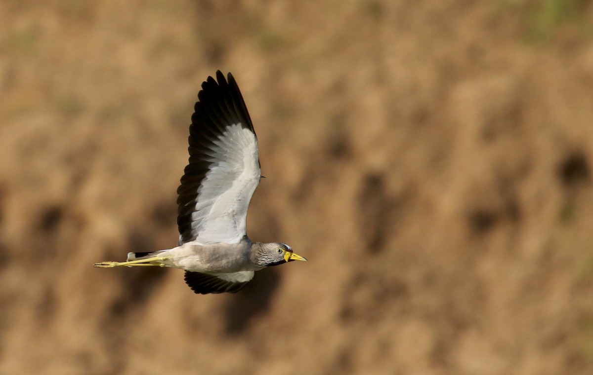 Wattled Lapwing - ML145157221