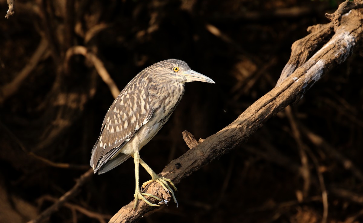 Black-crowned Night Heron (Eurasian) - ML145157341