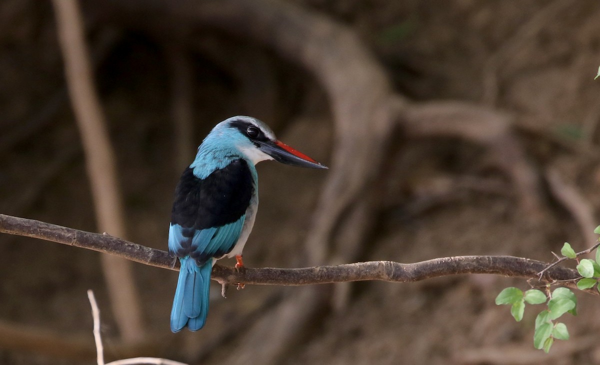 Blue-breasted Kingfisher - Jay McGowan