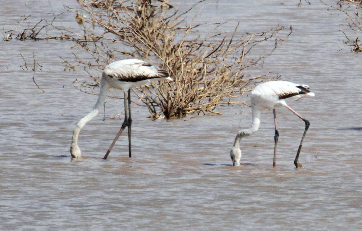 Greater Flamingo - yuda siliki