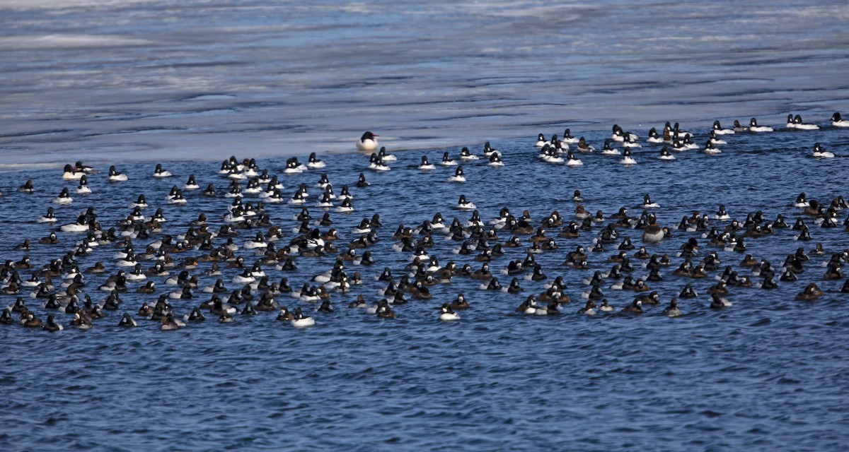 Greater Scaup - ML145161211