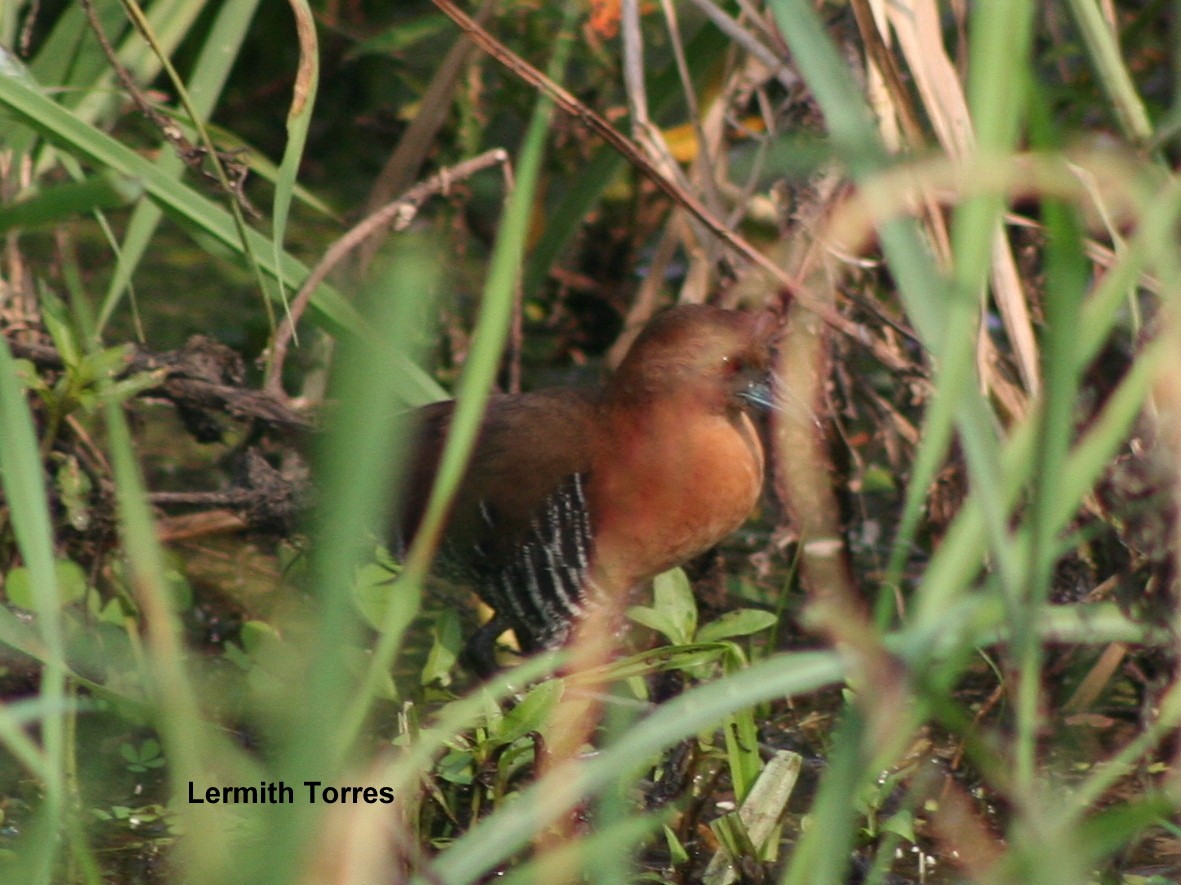 White-throated Crake - ML145161981