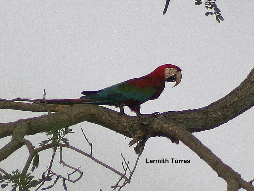 Red-and-green Macaw - ML145162301
