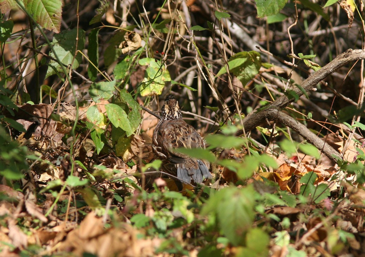 Northern Bobwhite - ML145162361