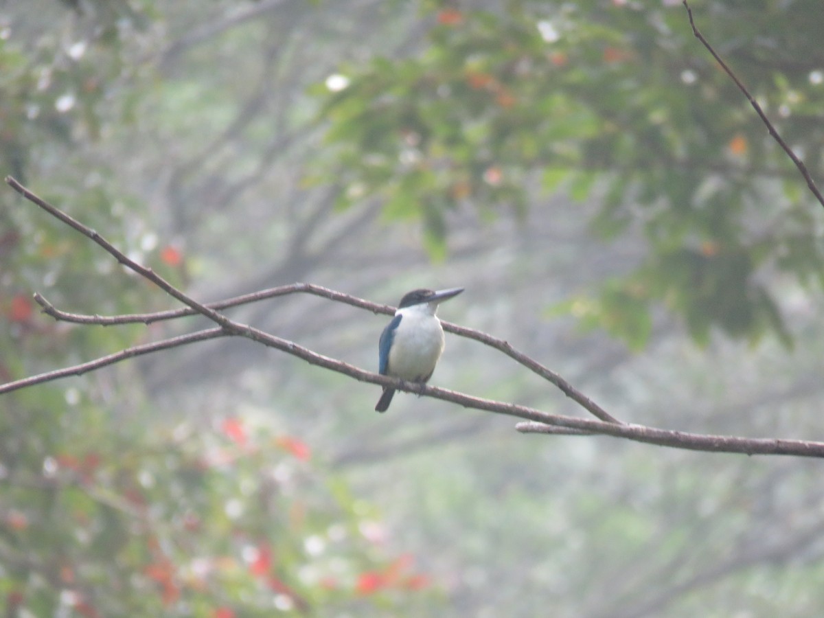 Collared Kingfisher - ML145163001