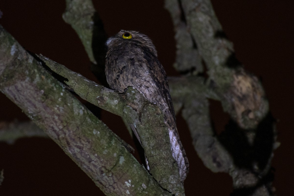 Common Potoo - Victor Castanho