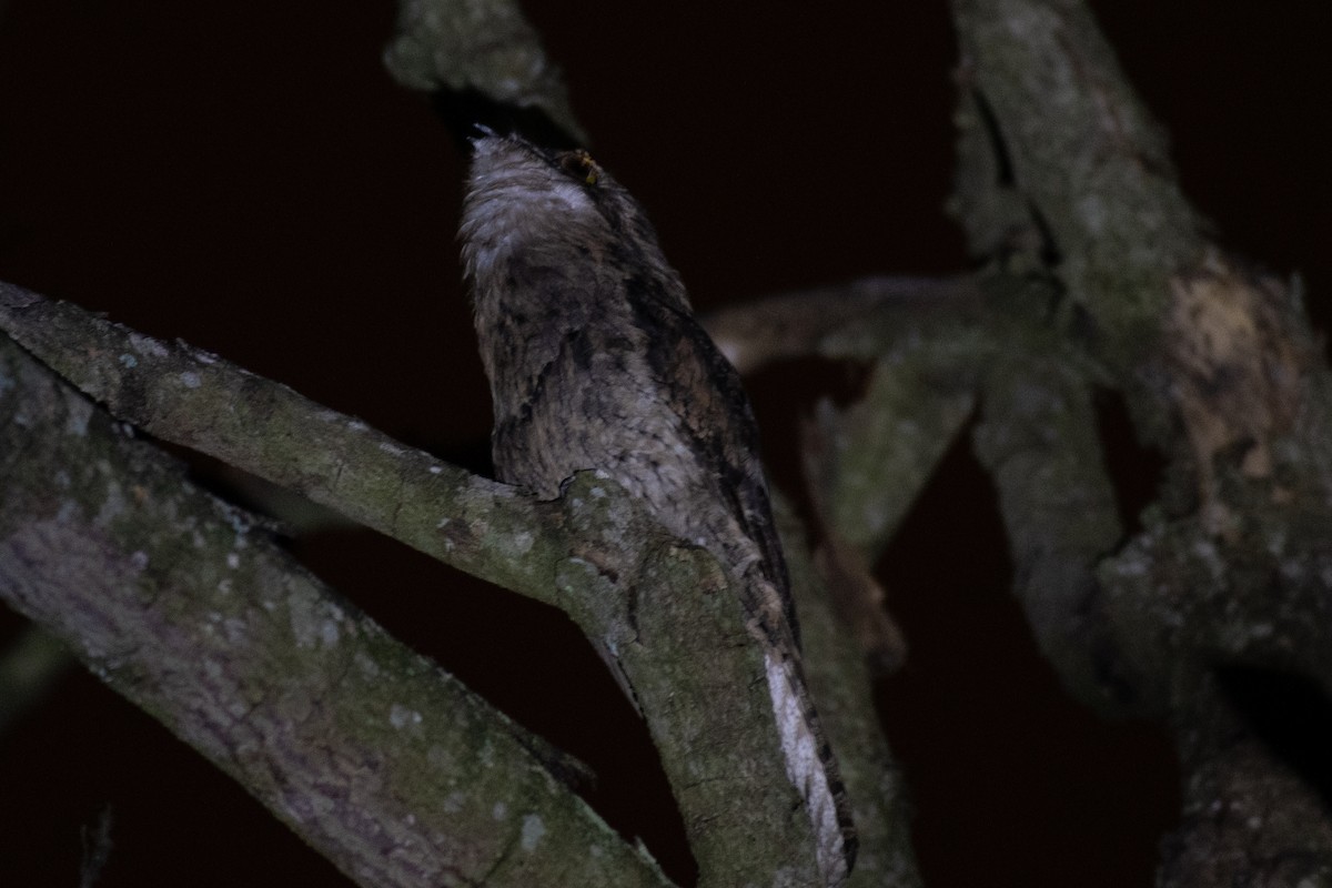 Common Potoo - Victor Castanho