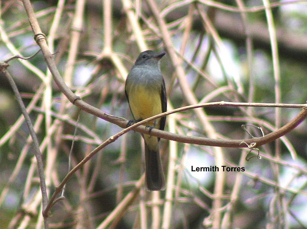 Panama Flycatcher - ML145163901