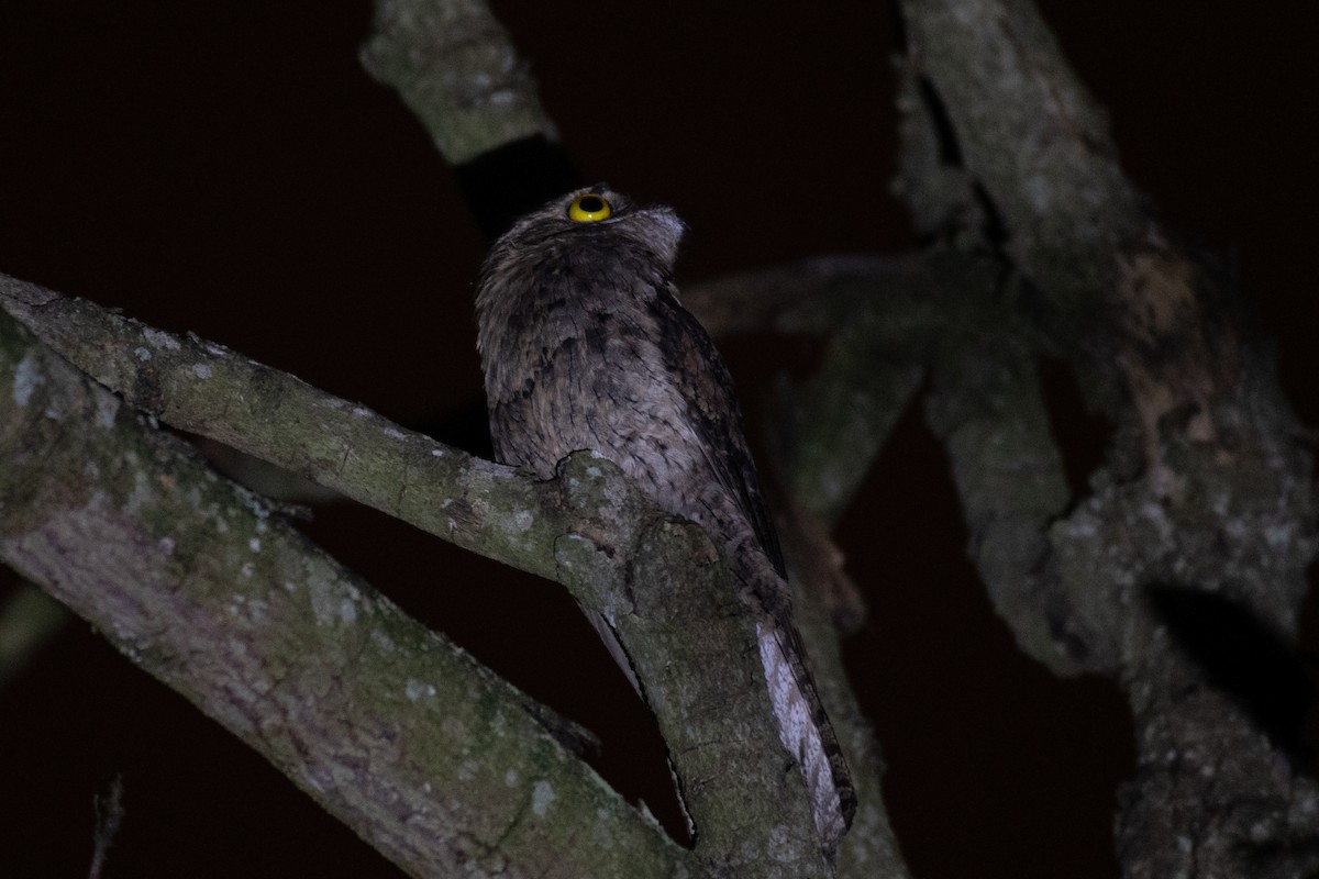 Common Potoo - Victor Castanho