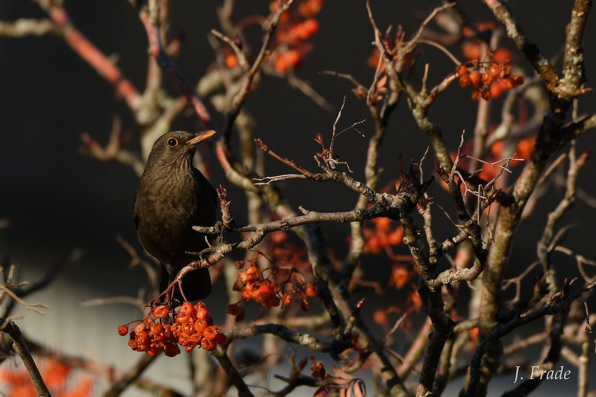 Eurasian Blackbird - ML145165141