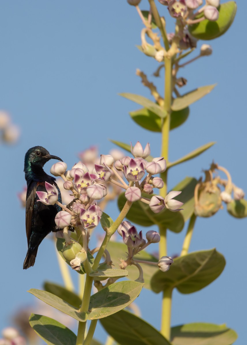 Purple Sunbird - Ramesh Desai