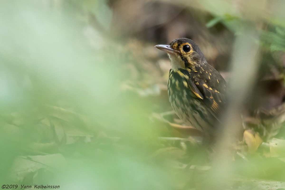 Streak-chested Antpitta - ML145166031