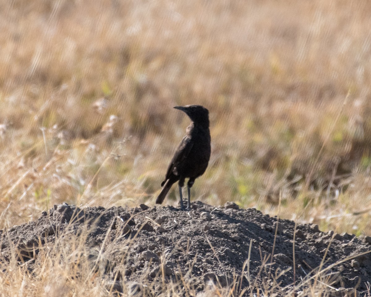 Northern Anteater-Chat - Mark Vukovich