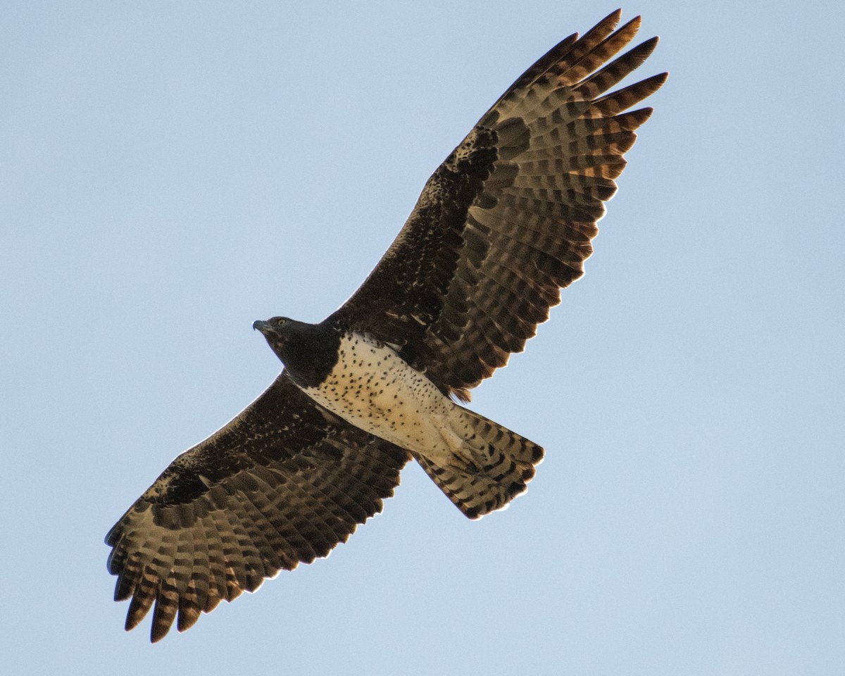 Martial Eagle - ML145167301