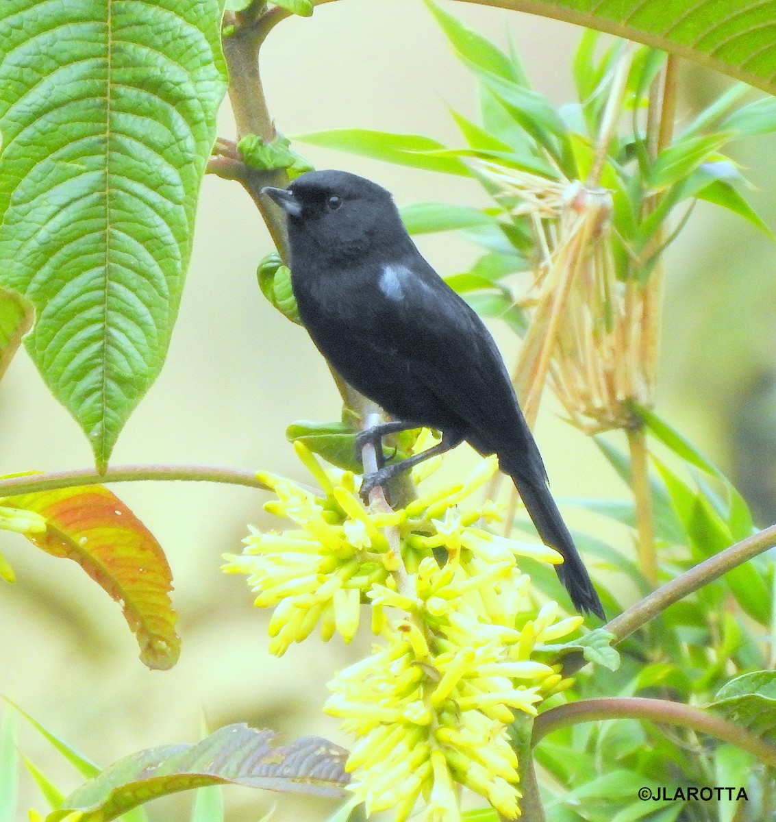 Black Flowerpiercer - ML145167621